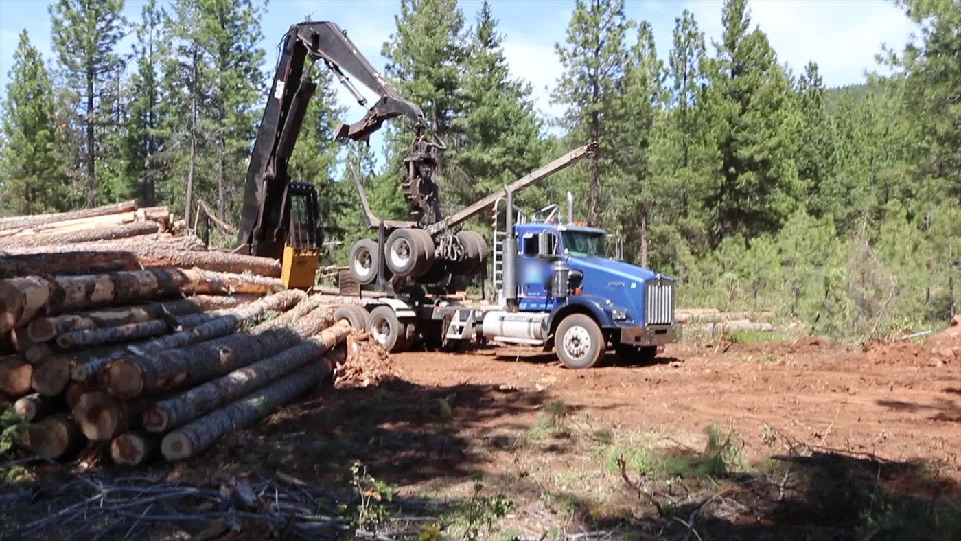 Landing in a pine forest: a grapple loader lifts a load above a blue log truck, logs stacked in the foreground.